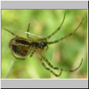 Metellina cf mengei - Herbstspinne w01.jpg